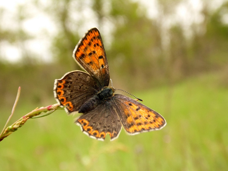 Lycaena tityrus M e F